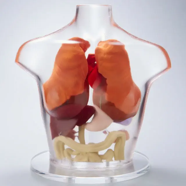 透明人体モデル