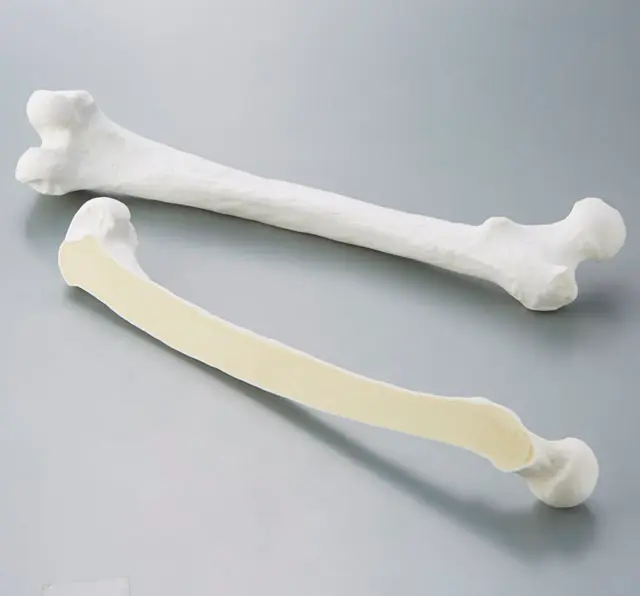 模擬骨（日本人・各部位）
