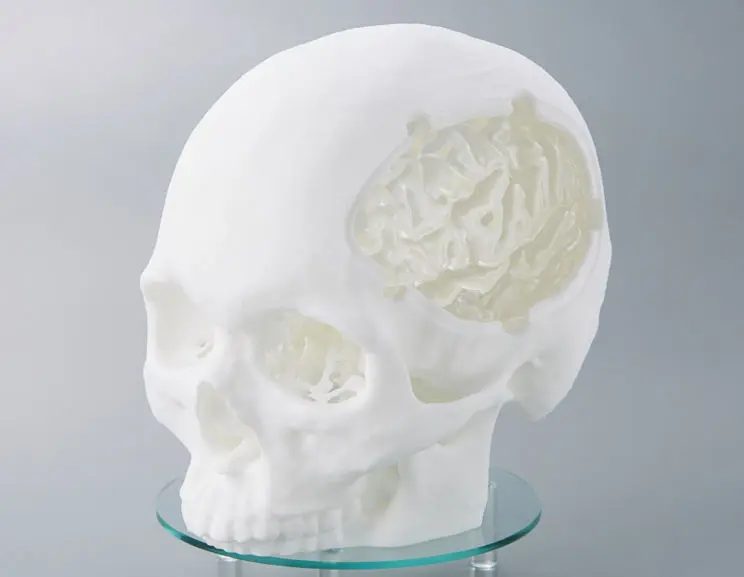 透明脳可視化モデル