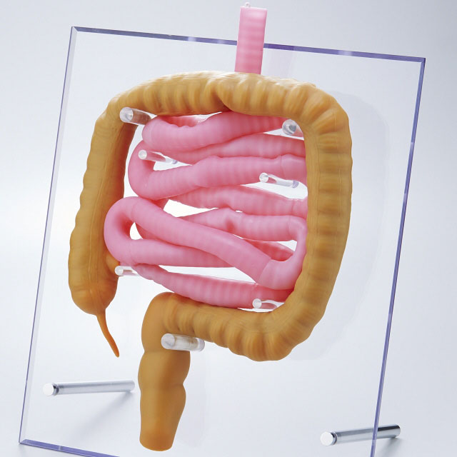 大腸・小腸モデル