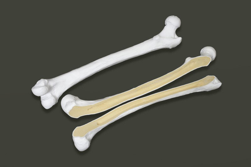 海綿骨入り　大腿骨モデル