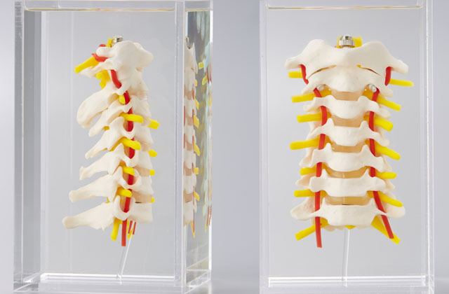 椎骨及び椎間板モデル