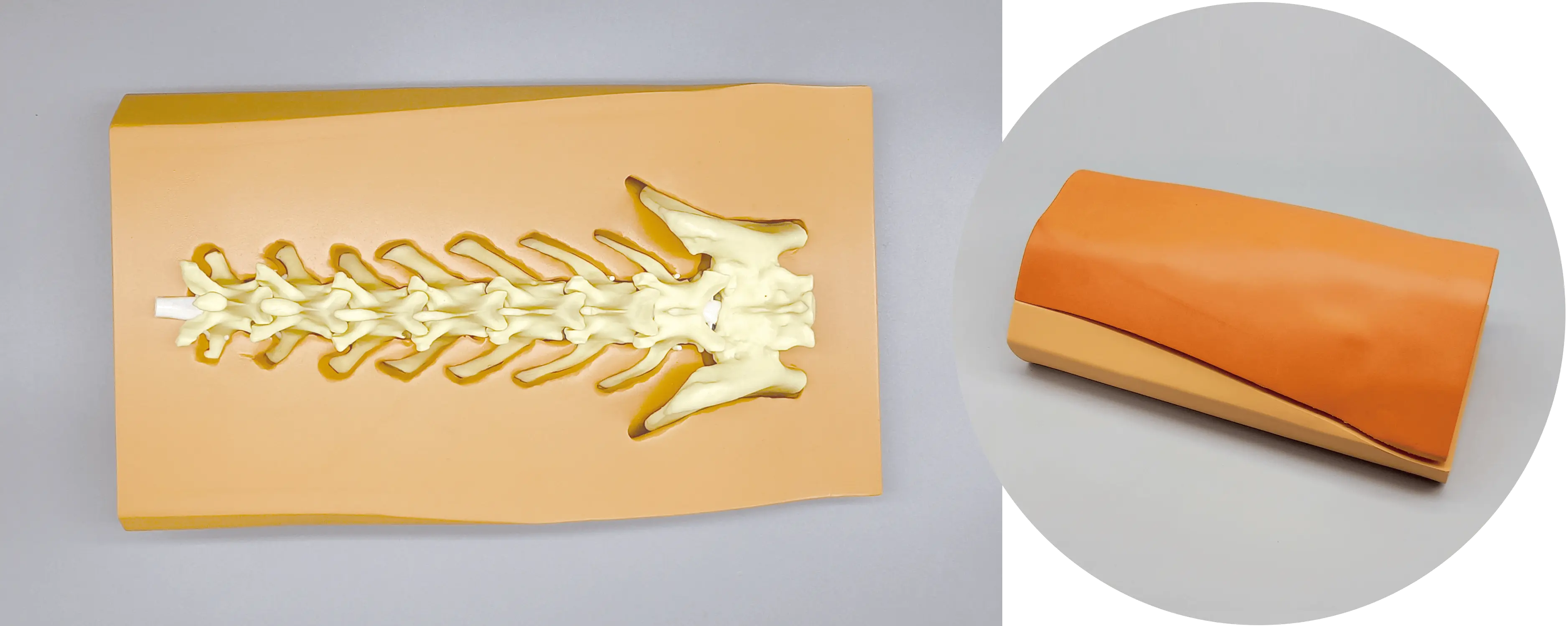 犬腰椎モデル(フタ付き)