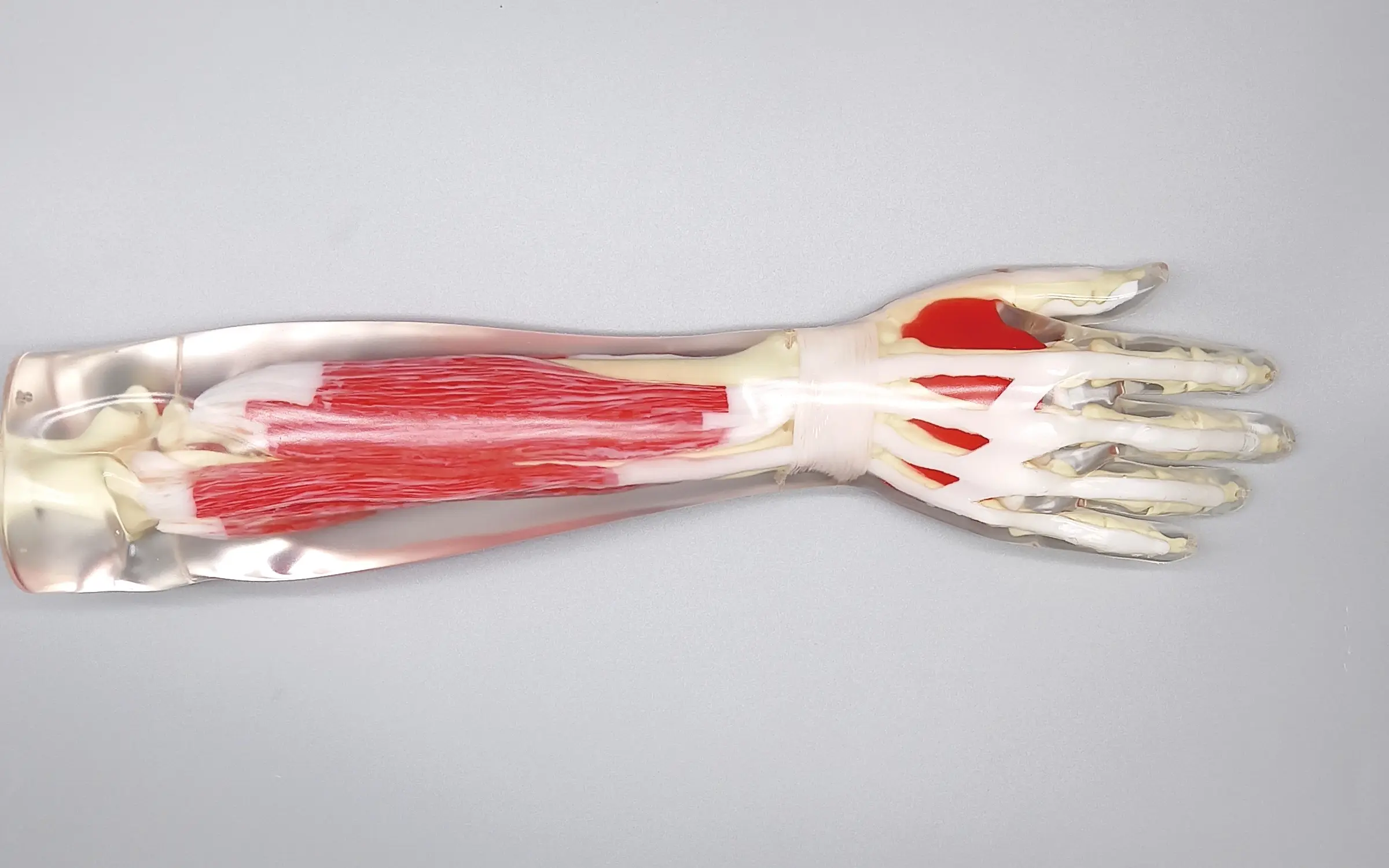 軟部組織付き前腕モデル