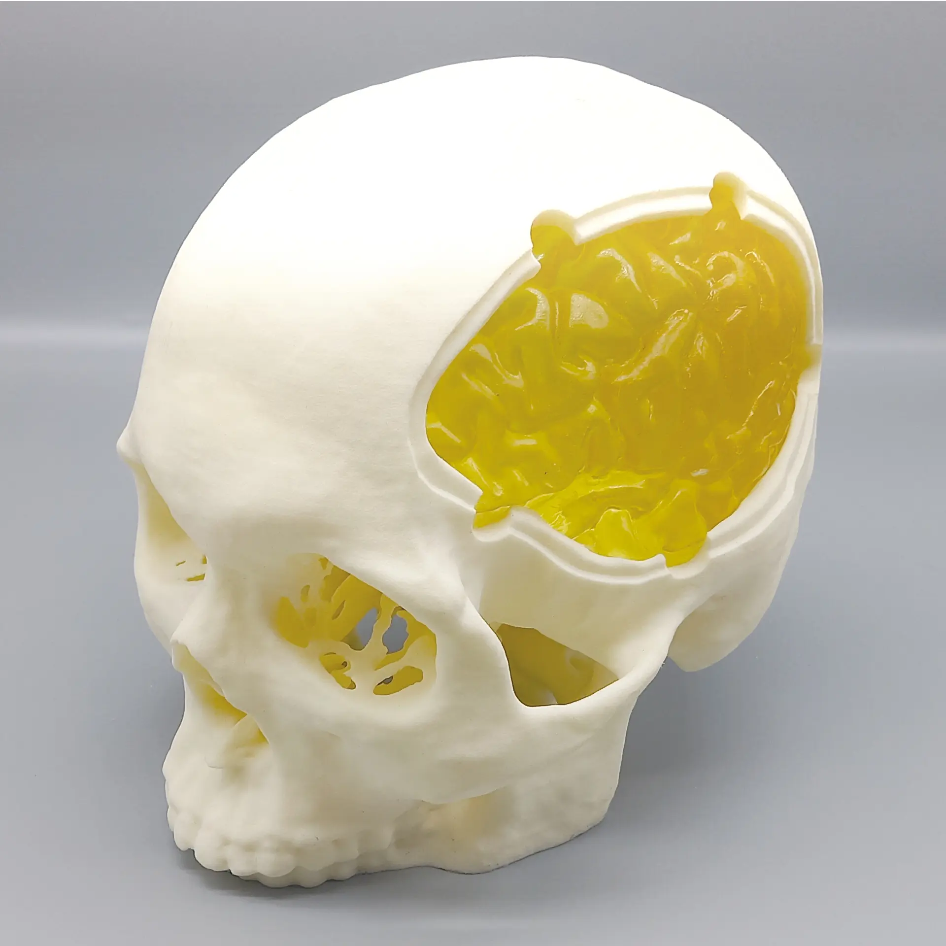 頭蓋骨モデル