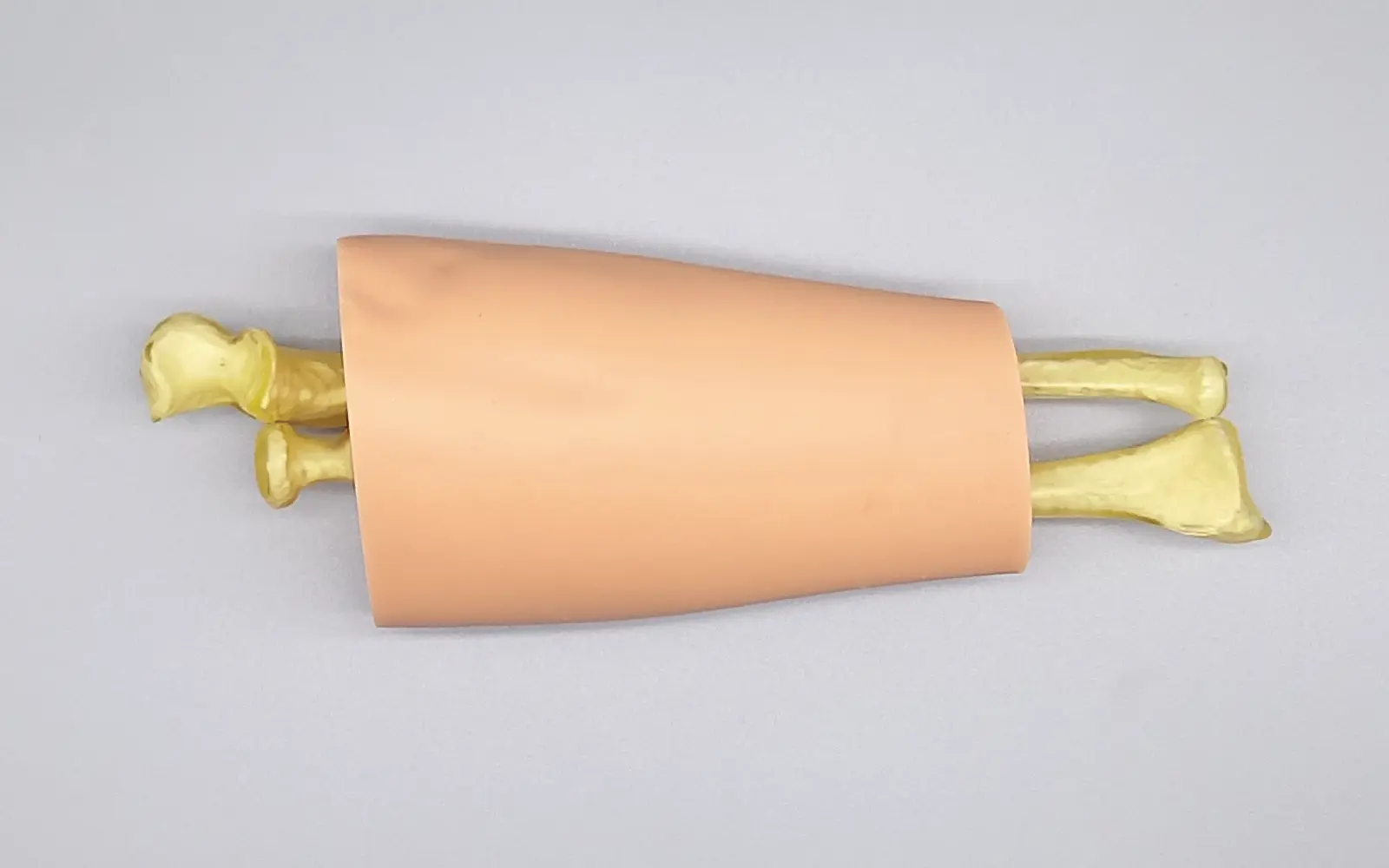 軟部組織付き前腕モデル